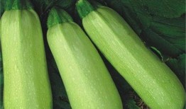 热门吃瓜网红排行榜最新,揭秘网络红人的瓜田传奇